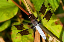 Common whitetail dragonfly (Libellula / Plathemis lydia) on stem, Haddam, Connecticut, USA, August