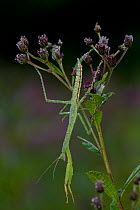 Praying mantis (Mantis religiosa) dew-soaked at dawn on Ironweed (Vernonia altissima) stem, North Guilford, Connecticut, USA, August