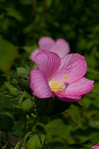 Swamp rose mallow (Hibiscus palustris) flower, Guilford, Connecticut, USA, August