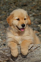 Golden retriever puppy, 7 weeks, with front paws on driftwood log, Madison, Connecticut, USA