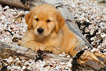 Golden retriever puppy, 7 weeks, lying on sea shell covered beach, Madison, Connectiut, USA