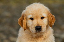 Golden Retriever puppy portrait, 7 weeks, Madison, Connecticut, USA
