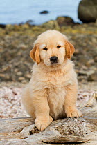 Golden retriever puppy, 7 weeks, sitting on driftwood log at beach, Madison, Connecticut, USA