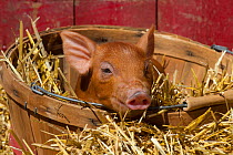 Mixed-breed piglet in basket in straw, Maple Park, Illinois, USA