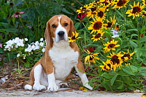 Male Beagle hound (16 months) by garden flowers, Willowbrook, Illinois, USA
