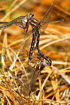 Ashy clubtail dragonfly (Gomphus lividus) pair mating, Angelina National Forest, Jasper, Texas, USA, March