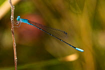 Attenuated bluet damselfly, male (Enallagma daeckii) Beaver Ponds in Angelina National Forest, Jasper County, Texas, USA, April