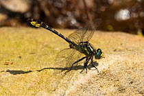 Banner club tailed dragonfly (Gomphus apomyius) male resting, Indian Creek, Jasper County, Texas, USA, April