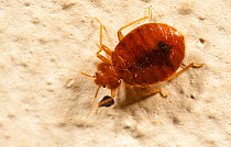 Bed bug (Cimex lectularius) in human dwelling, Austin, Texas, USA