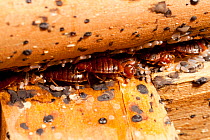 Bed bugs (Cimex lectularius) in human dwelling, Austin, Texas, USA