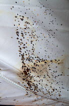 Stain from Bed bugs (Cimex lectularius) in human dwelling, Austin, Texas, USA