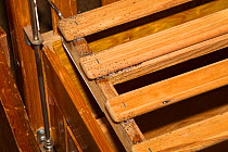 Infestation of Bed bugs (Cimex lectularius) in human dwelling on wooden furniture, Austin, Texas, USA