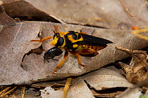Bee Like Robberfly (Laphria saffrana) feeding on a Burrowing Bug (Cydnidae), Big Creek Scenic Area, Sam Houston National Forest, Texas, USA