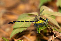 Black-shouldered spinyleg dragonfly (Dromogomphus spinosus) male at rest, San Jacinto, Texas, USA, June