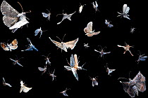 Composite image of flying insects visiting blacklight,~Texas, USA, September