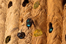 Blueberry / Mason bee (Osmia ribifloris) flying to its nest in an old Trypoxylon mud dauber wasp nest, Austin, Texas, USA, March