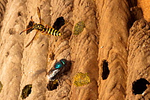 Blueberry / Mason bee (Osmia ribifloris) on old nest of Trypoxylon mud dauber wasp with Sapygid wasp (Sapyga nevadica) flying in to parasitize the bee, Texas, USA, March
