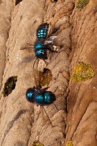 Blueberry / Mason bee (Osmia ribifloris) flying to its nest in an old Trypoxylon mud dauber wasp nest, Texas, USA, March
