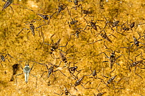 Broad-shouldered water striders (Rhagovelia sp) on water surface, Little Bee Creek, Texas, USA, October