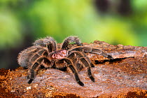 Chilean rose / flame / fire / red-haired tarantula (Grammostola rosea) female, from South America