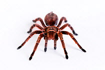 Chilean rose / flame / fire / red-haired tarantula (Grammostola rosea) female, from South America