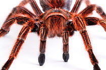 Close up of Chilean rose / flame / fire / red-haired tarantula (Grammostola rosea) female, from South America