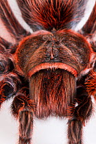 Close up of Chilean rose / flame / fire / red-haired tarantula (Grammostola rosea) female, from South America