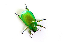 Jewel scarab beetle (Chrysina woodi) Texas, USA, October