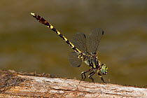 Common sanddragon dragonfly (Progomphus obscurus) male at rest, Louisiana, USA, June
