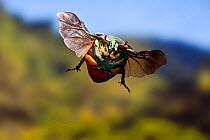 Eastern Green june beetle (Cotinis nitida) in flight, Texas, USA, October
