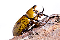 Male Eastern rhinoceros beetle (Dynastes tityus)