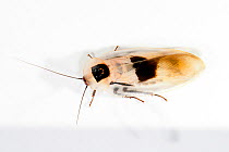 False death's head / Discoid cockroach (Blaberus discoidalis) captive