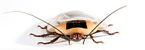False death's head / Discoid cockroach (Blaberus discoidalis) captive