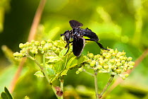 Feather-legged fly (Trichopoda lanipes) female resting on flower, Sam Houston National Forest, Texas, USA, June