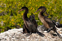 Flightless / Galapagos cormorant (Phalacrocorax harrisi) Isabela Island, Galapagos Islands