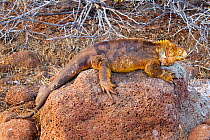 Galapagos land iguana (Conolophus subcristatus) basking on rock, North Seymour Island, Galapagos