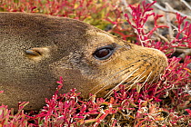 Head of Galapagos sealion (Zalophus californianus wollebaeki / Zalophus wollebaeki) resting on rock, Plazas Island, Galapagos
