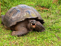 Galapagos giant tortoise (Chelonoidis nigra porteri) feeding, Mariposa Ranch on Santa Cruz Island, Galapagos