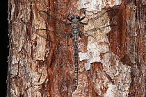 Gray petaltail dragonfly (Tachopteryx thoreyi) female resting on bark, Sam Houston National Forest, Texas, USA, June