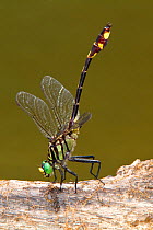 Gulf Coast clubtail dragonfly (Gomphus modestus)  male resting with tail in the air, Louisiana, USA, June