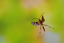 Ichneumon wasp (Compsocryptus sp.?) in flight, Williamson county, Texas, USA, November