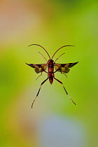 Ichneumon wasp (Compsocryptus sp.?) in flight, Williamson county, Texas, USA, November