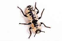 Ironclad beetle (Zopherus nodulosus haldemani) Texas, USA