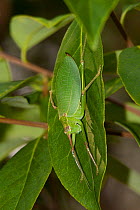 True Katydid (Pterophylla camellifolia) female camouflaged on leaf, Kirby State Forest, Texas, USA, June