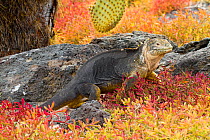 Galapagos land iguana (Conolophus subcristatus) walking over Galapagos carpet weed (Sesuvium sp), Plazas Island, Galapagos Islands