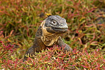 Galapagos land iguana (Conolophus subcristatus) climbing over Galapagos carpet weed (Sesuvium sp), Plazas Island, Galapagos Islands