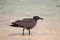 Lava gull (Leucophaeus fuliginosus) on beach, Genovesa Island, Galapagos