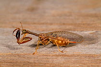 Mantidfly (Dicromantispa sayi) Welder Wildlife Foundation, Texas, USA
