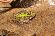 Northern cricket frog (Acris crepitans) camouflaged on rock, Angelina National Forest, Texas, USA, March
