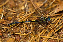 Oklahoma Clubtail dragonfly (Gomphus oklahomensis) male at rest, Sam Houston National Forest, Texas, USA, April